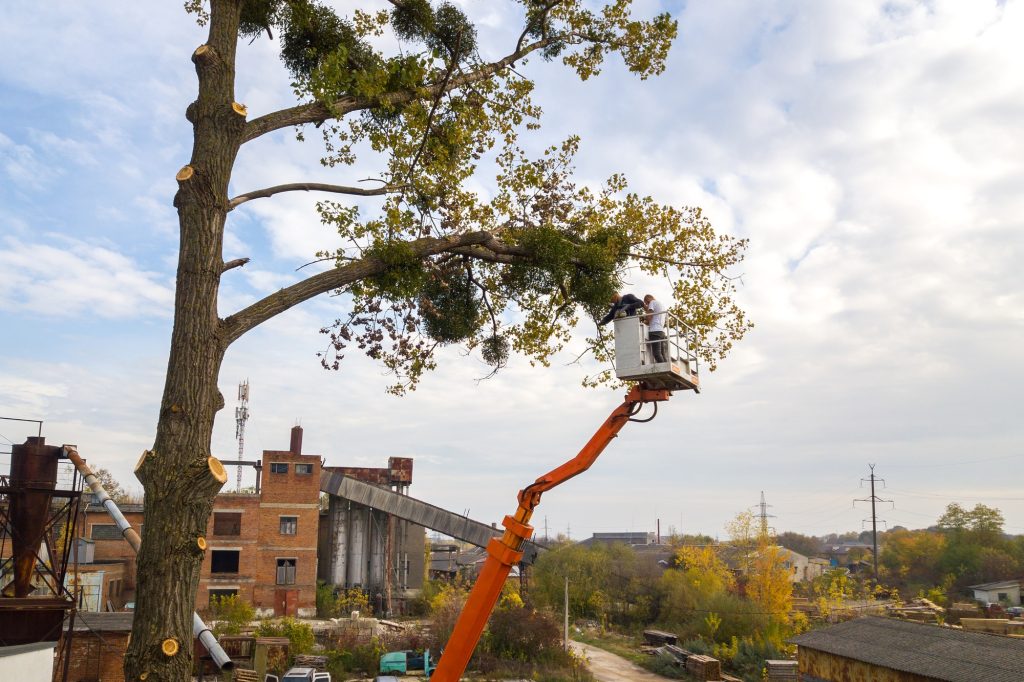 Two male service workers cutting down big tree branches with chainsaw from high chair lift platform