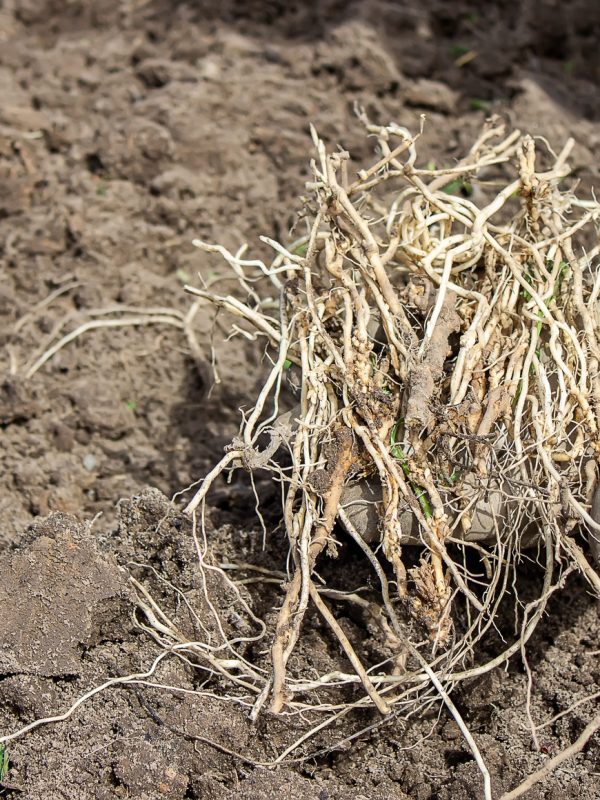Cleaning weeds on the farm, vegetable garden garden.
