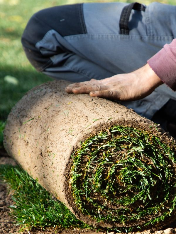 gardener laying down a roll of green grass turf in back yard. Gardening concept, green lawn