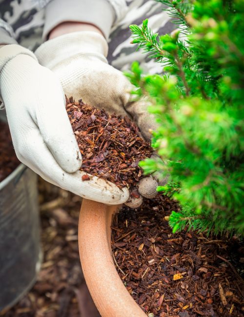 Gardening - Mulching plants with pine bark againts to weeds