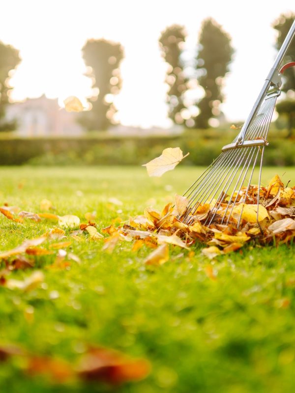 Removal of leaves in autumn garden. Rake, pile of fallen leaves on lawn in autumn park. Volunteering Removal of leaves in autumn garden. Rake, pile of fallen leaves on lawn in autumn park. Volunteering
