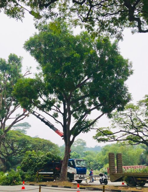Traffic on the road due to sudden cutting of trees. Traffic on the road due to sudden cutting of trees.