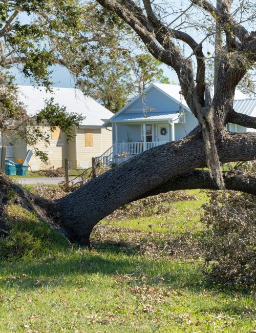 Tree removal after hurricane damage in Florida home backyard. Tree removal after hurricane damage in Florida home backyard.