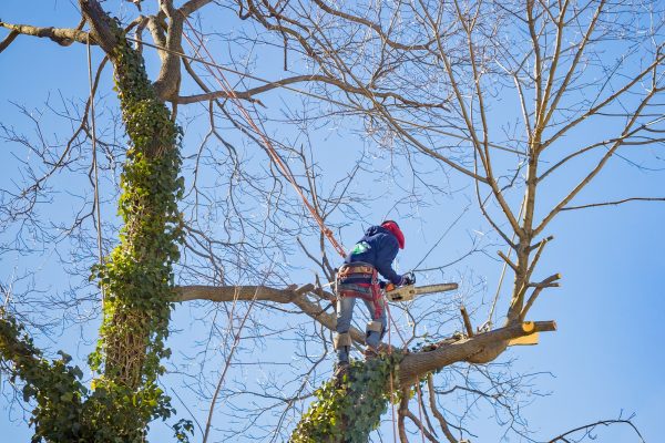 Tree service worker arborist pruning large branches and cutting down large maple tree with chainsaw