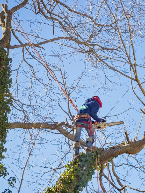 Tree service worker arborist pruning large branches and cutting down large maple tree with chainsaw Tree service worker arborist pruning large branches and cutting down large maple tree with chainsaw